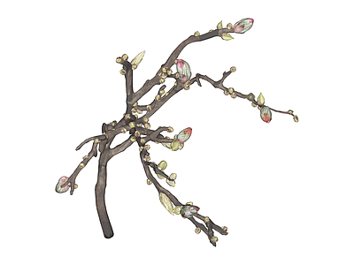 玉兰树枝干花艺