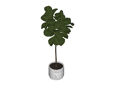 带盆绿植盆栽