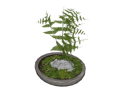 盆栽蕨类植物景观