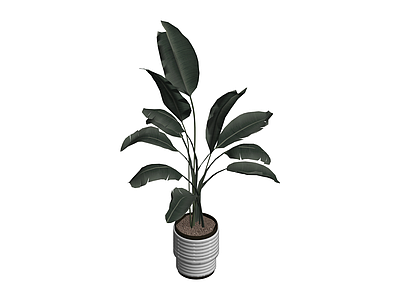 带盆绿植盆栽
