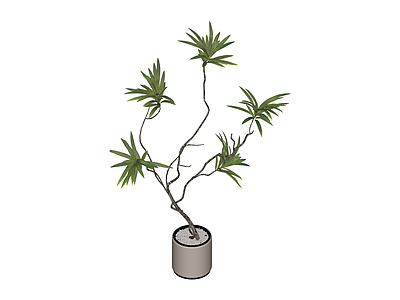 带盆绿植盆栽
