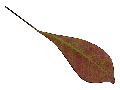 红叶植物叶片