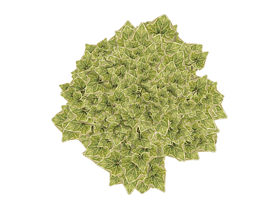 常春藤垂吊植物