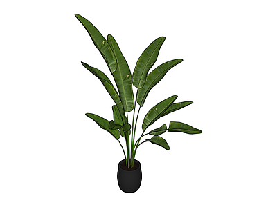 黑色花盆绿植盆栽