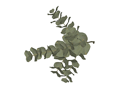 尤加利叶植物枝条