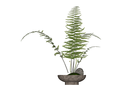 盆栽蕨类植物组合