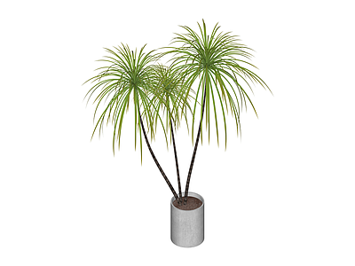 盆栽绿植组合