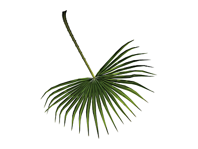 独立棕榈植物叶片