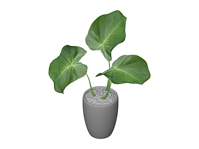 带盆绿植盆栽