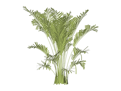 散尾葵绿植模型