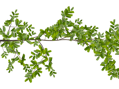 带叶树枝/植物