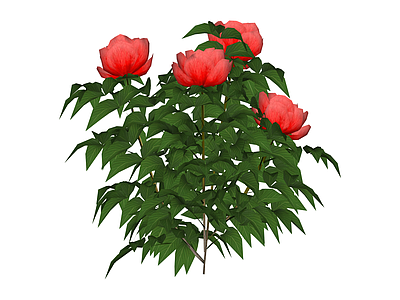 红色花卉绿植盆栽
