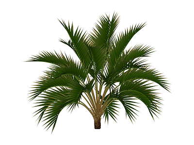 丛生棕榈绿植模型