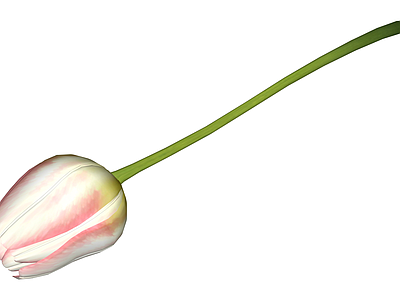 粉色郁金香花艺模型