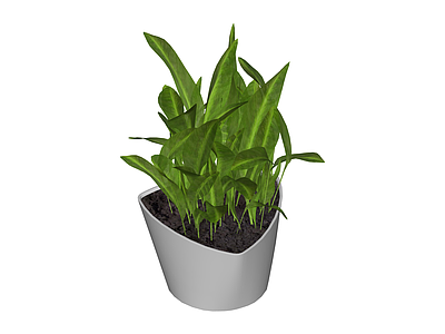白盆绿植盆栽