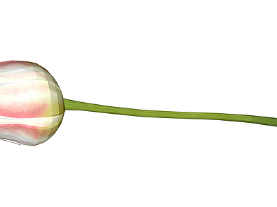 粉色条纹郁金香花苞
