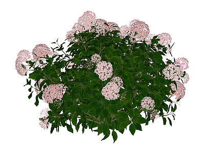 粉色绣球花灌木