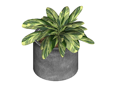 灰盆绿植盆栽组合