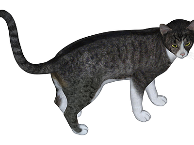 灰白相间站立猫咪