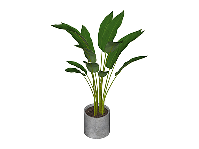 带盆绿植盆栽