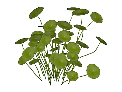 铜钱草绿植组合