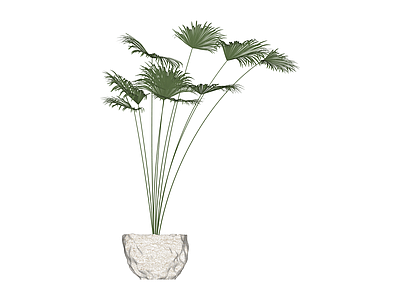 带盆盆栽植物