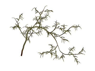 带盆绿植盆栽