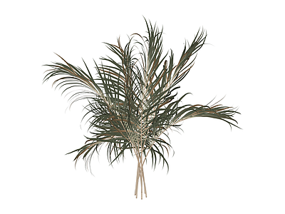 仿真散叶植物