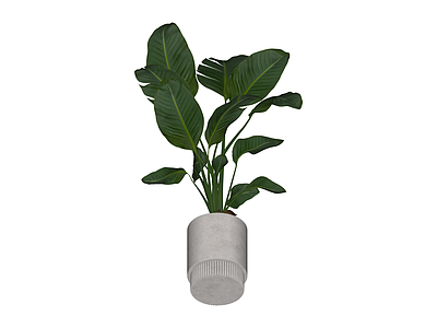 带盆绿植盆栽