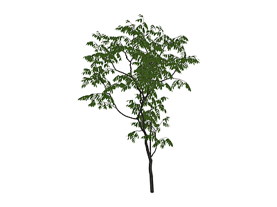 独立景观树木模型