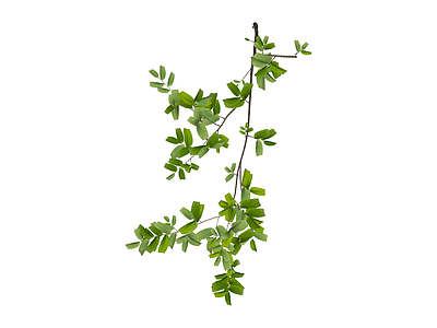 独立绿色植物枝条