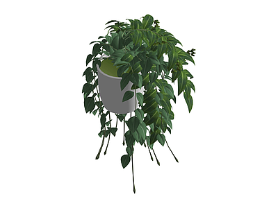 垂吊绿植盆栽
