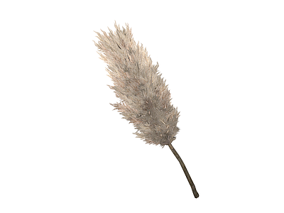 单株芦苇干花
