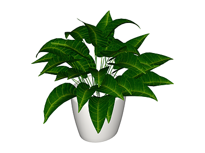 白色花盆绿植盆栽