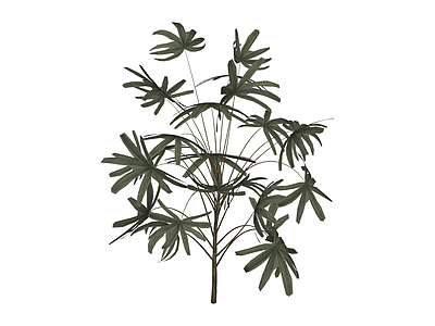 散尾葵植物模型