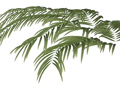 棕榈叶植物模型