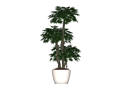 白盆绿叶盆栽植物