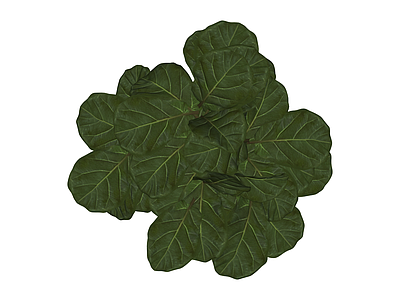 琴叶榕绿植盆栽