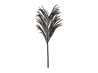 深色棕榈植物单枝