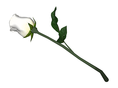 白色玫瑰花枝
