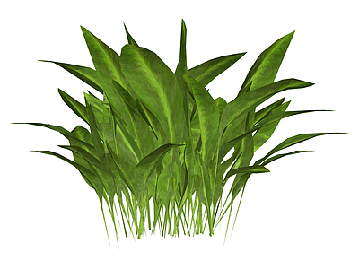 丛生阔叶绿植模型