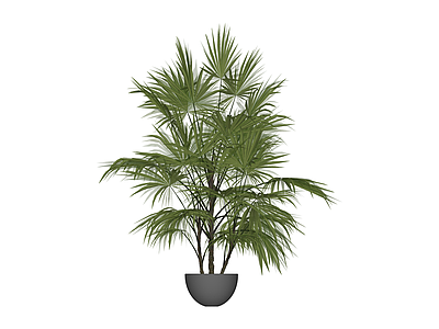 带盆棕榈绿植盆栽