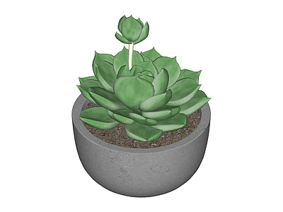 盆栽多肉植物