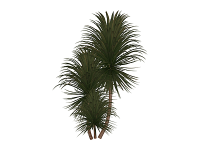 丛生龙血树植物模型