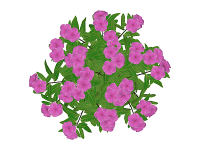 紫色开花灌木绿植