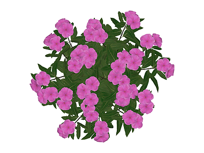 紫花灌木植物模型