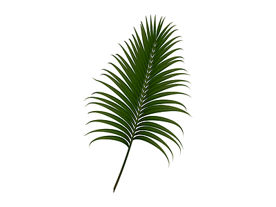 绿色棕榈叶植物