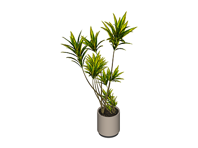 带盆绿植盆栽