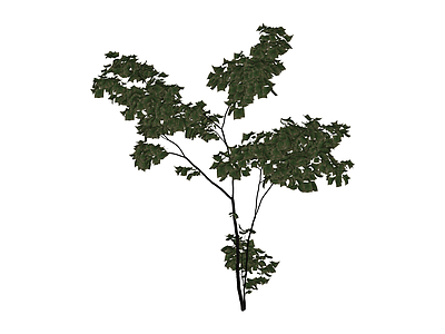 多视角植物模型