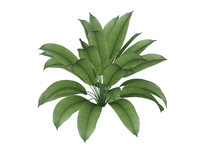 丛生大型绿叶植物